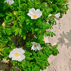 Wilde roos 'Alba, Japanse roos - Rosa rugosa alba - Willemse