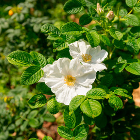 Wilde roos 'Alba, Japanse roos - Willemse