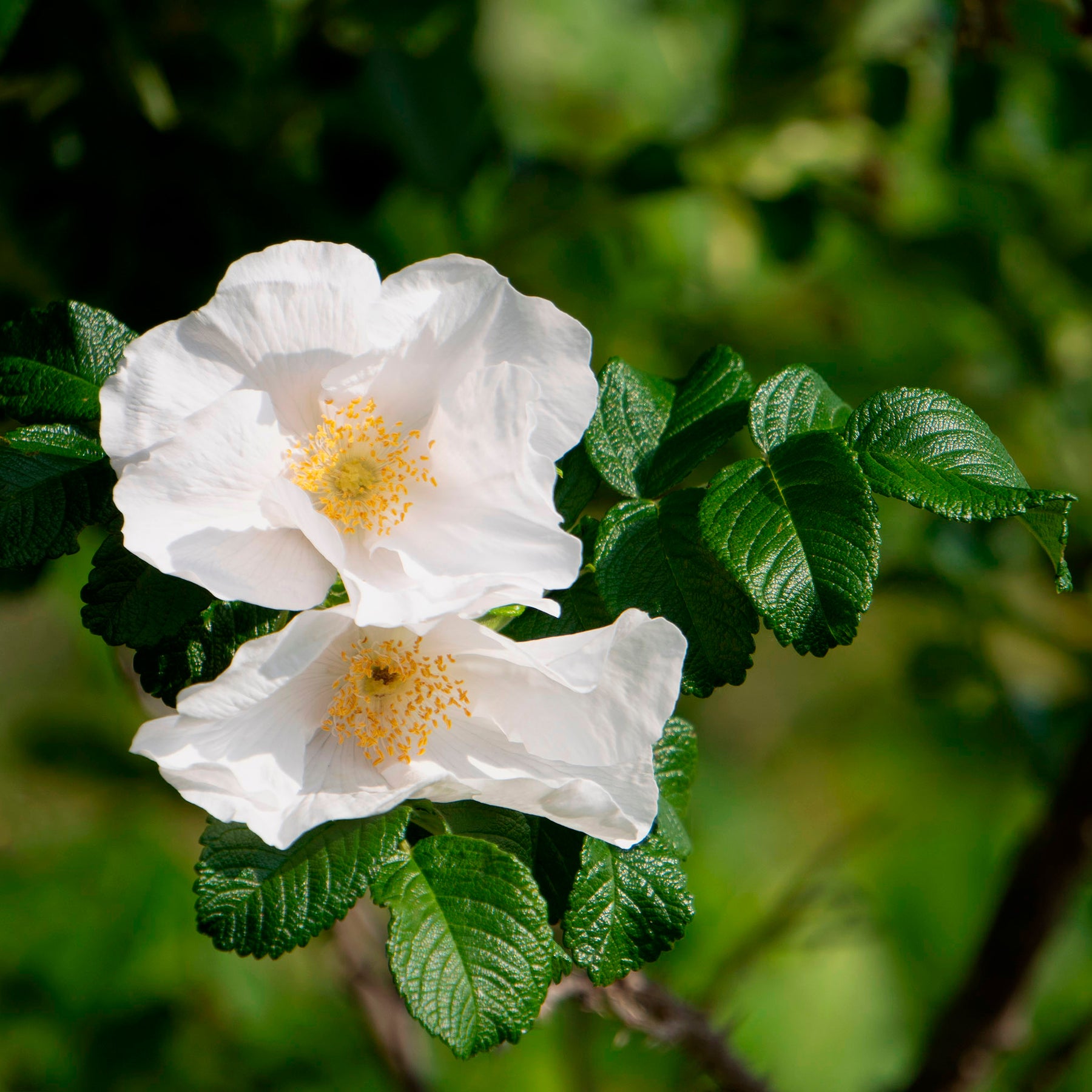 Rozen - Wilde roos 'Alba, Japanse roos - Rosa rugosa alba