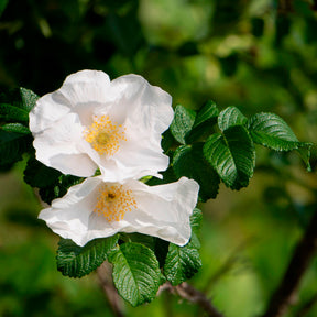 Rozen - Wilde roos 'Alba, Japanse roos - Rosa rugosa alba