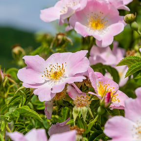 Hondsroos - Rosa canina - Willemse