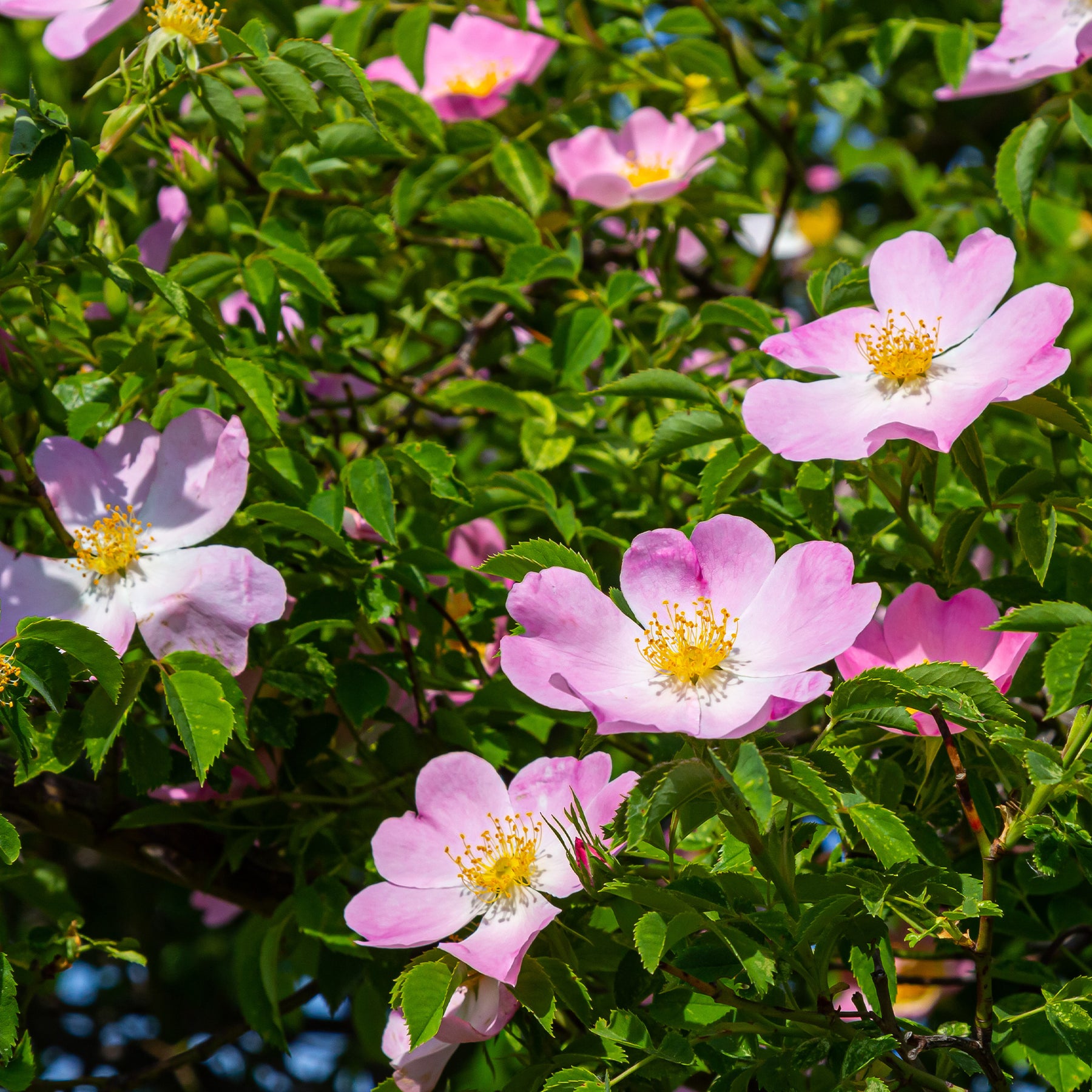 Hondsroos - Willemse