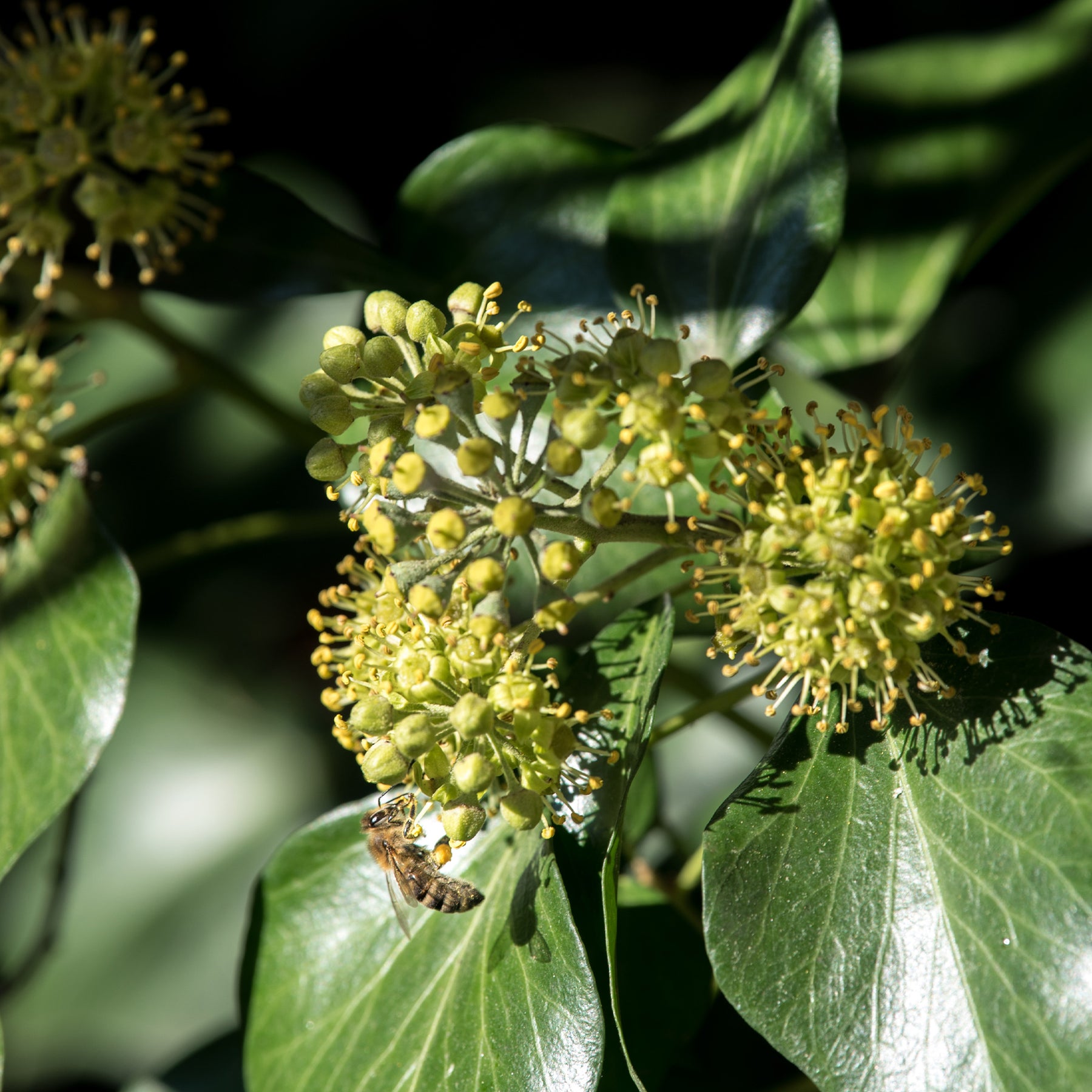 Hedera helix arborescens - Struik klimop - Klimop - Hedera