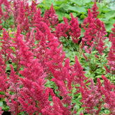 Pluimspirea Fanal - Willemse
