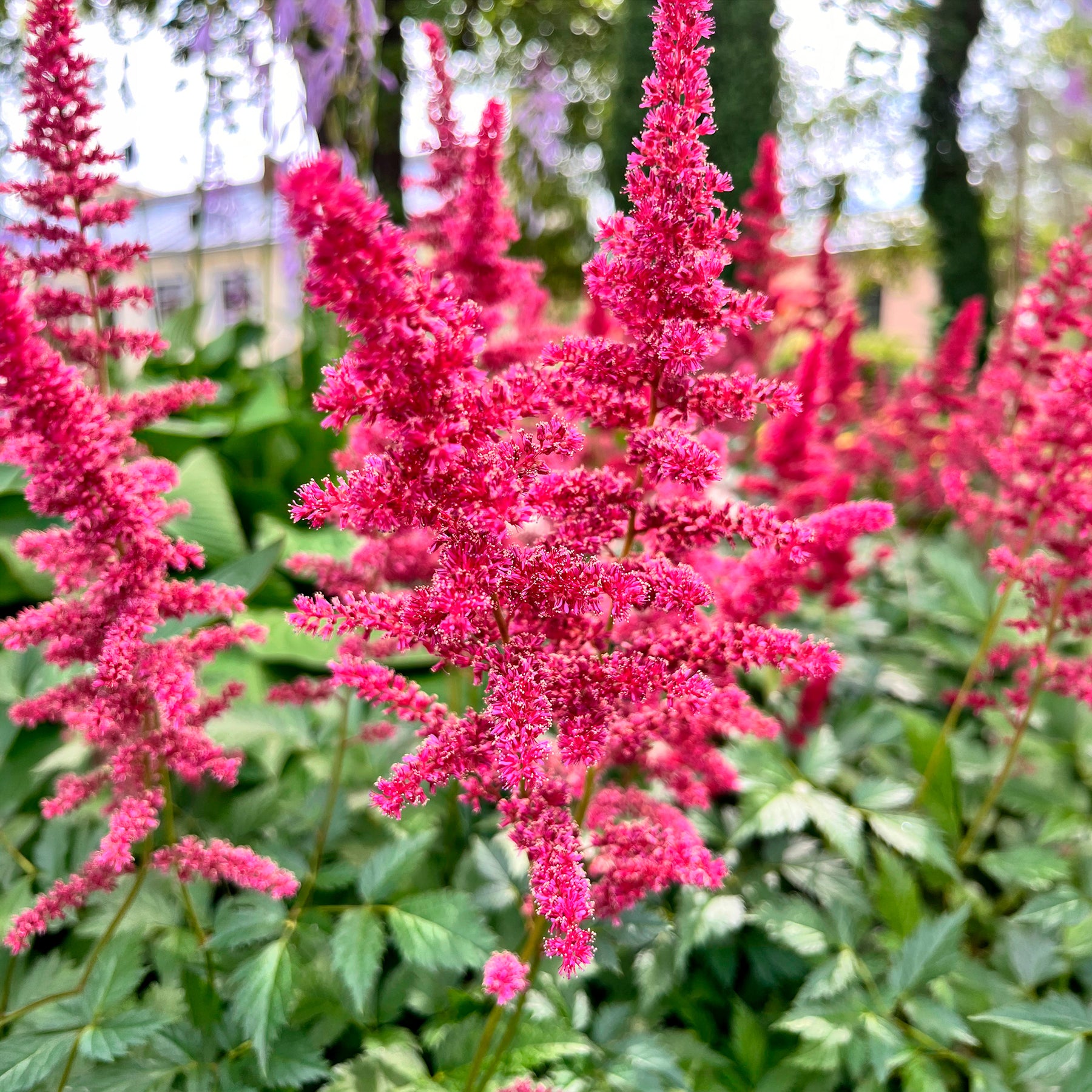 Pluimspirea Fanal - Astilbe arendsii Fanal - Willemse