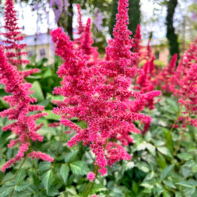 Pluimspirea Fanal - Astilbe arendsii Fanal - Willemse