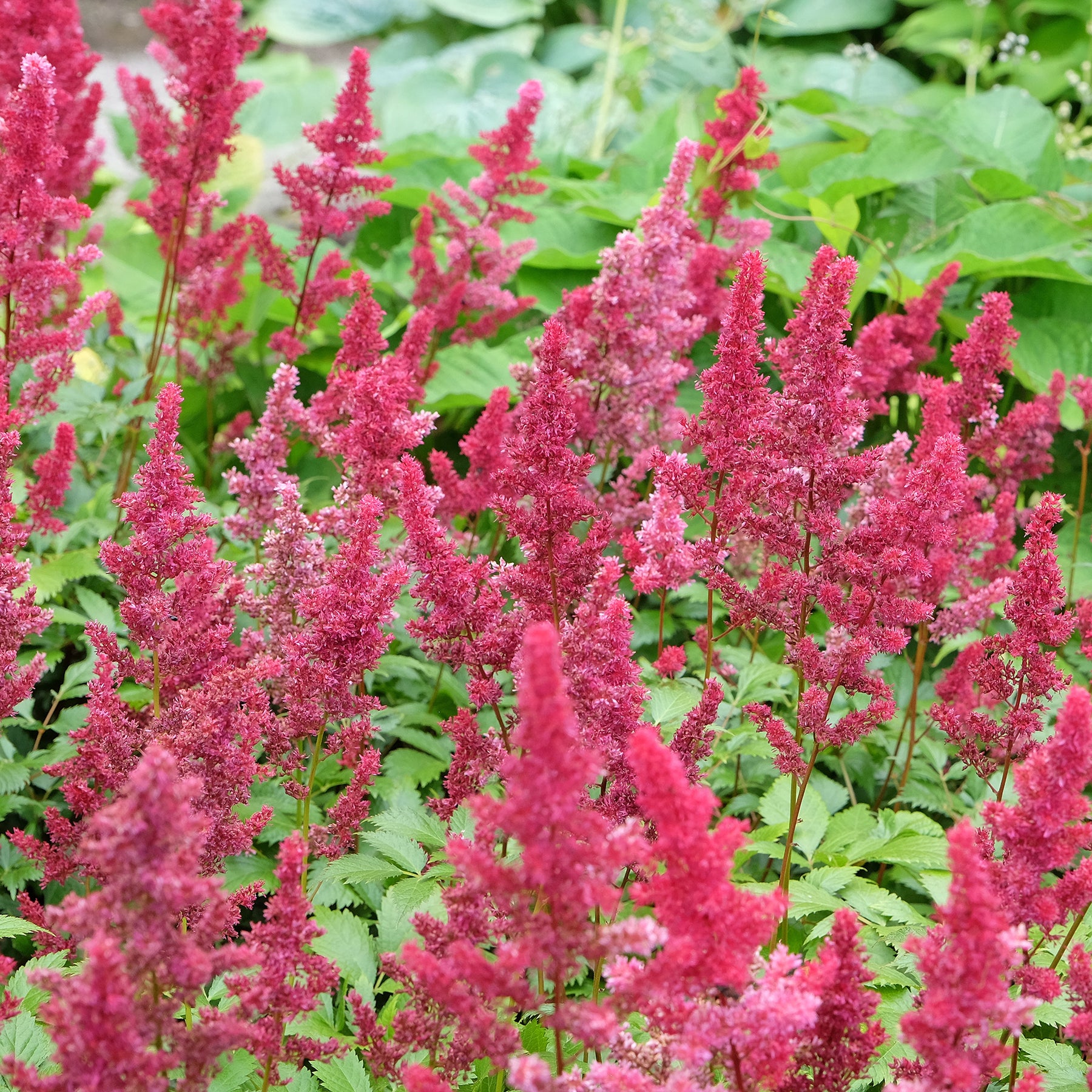Astilbe - Pluimspirea - Pluimspirea Fanal - Astilbe arendsii Fanal