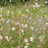 Prachtkaars Corrie's Gold - Willemse