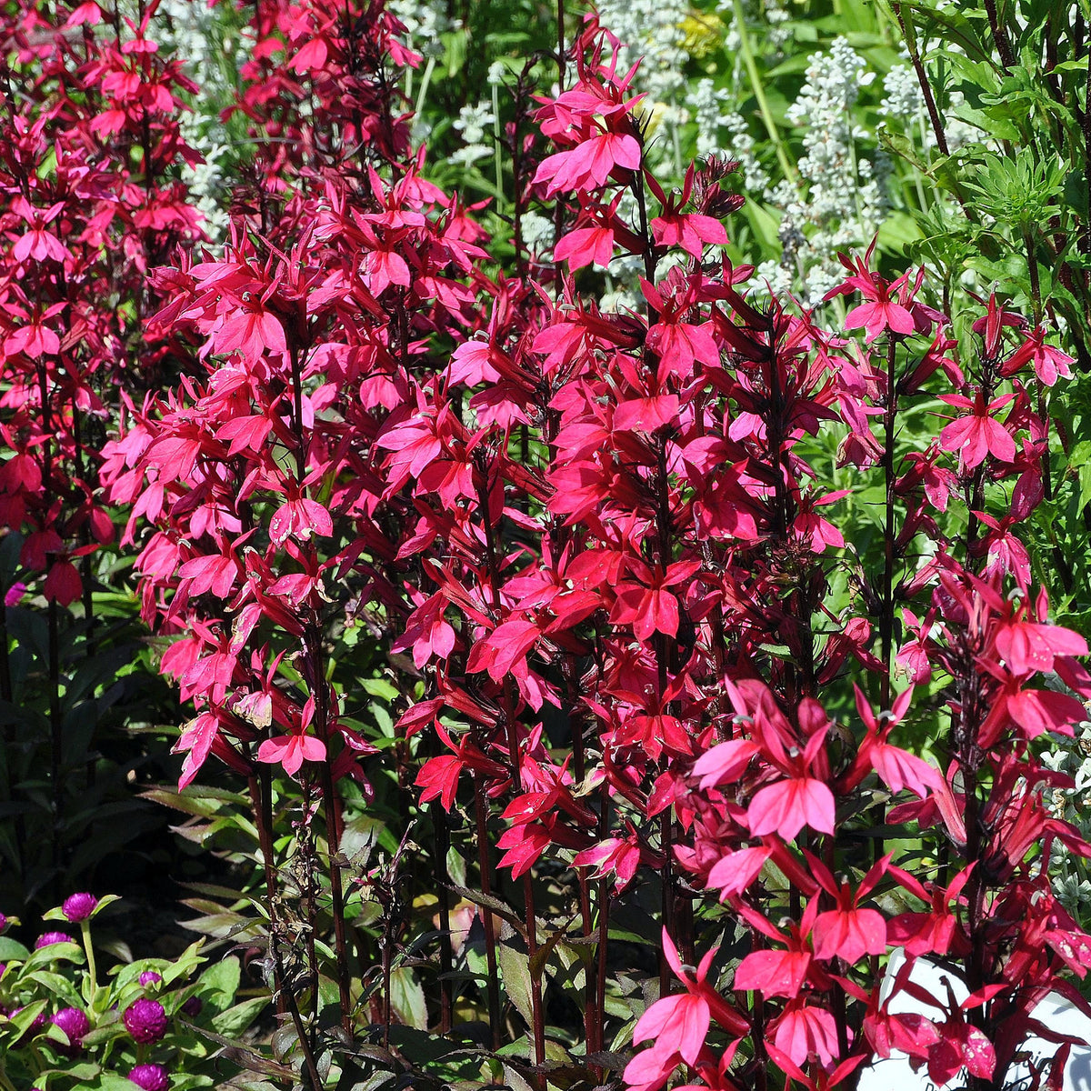 Lobelia 'Russian Princess' - Willemse