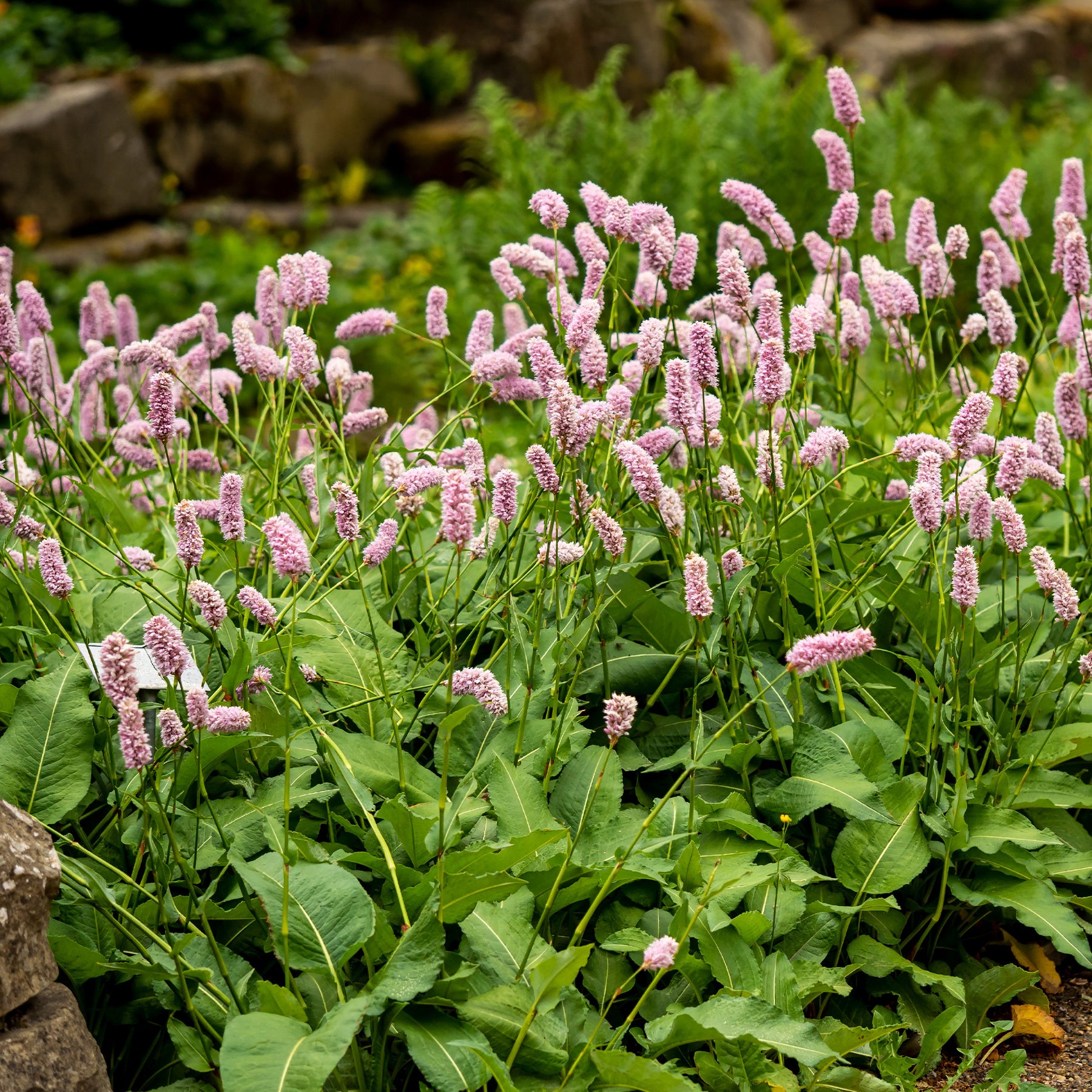 Duizendknoop 'Superba' - Persicaria bistorta Superba - Willemse