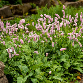Duizendknoop 'Superba' - Persicaria bistorta Superba - Willemse