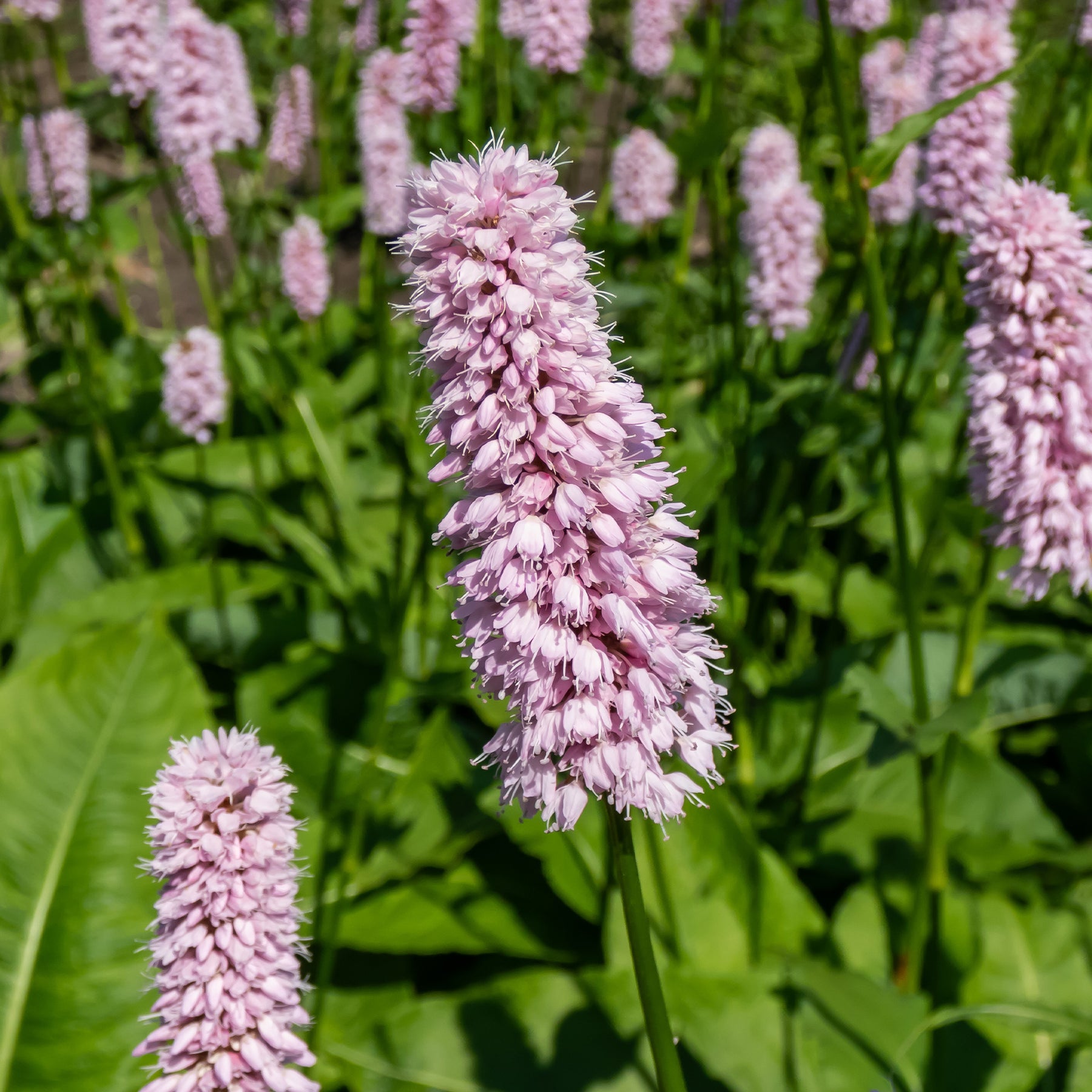 Persicaria bistorta Superba - Duizendknoop 'Superba' - Vaste planten