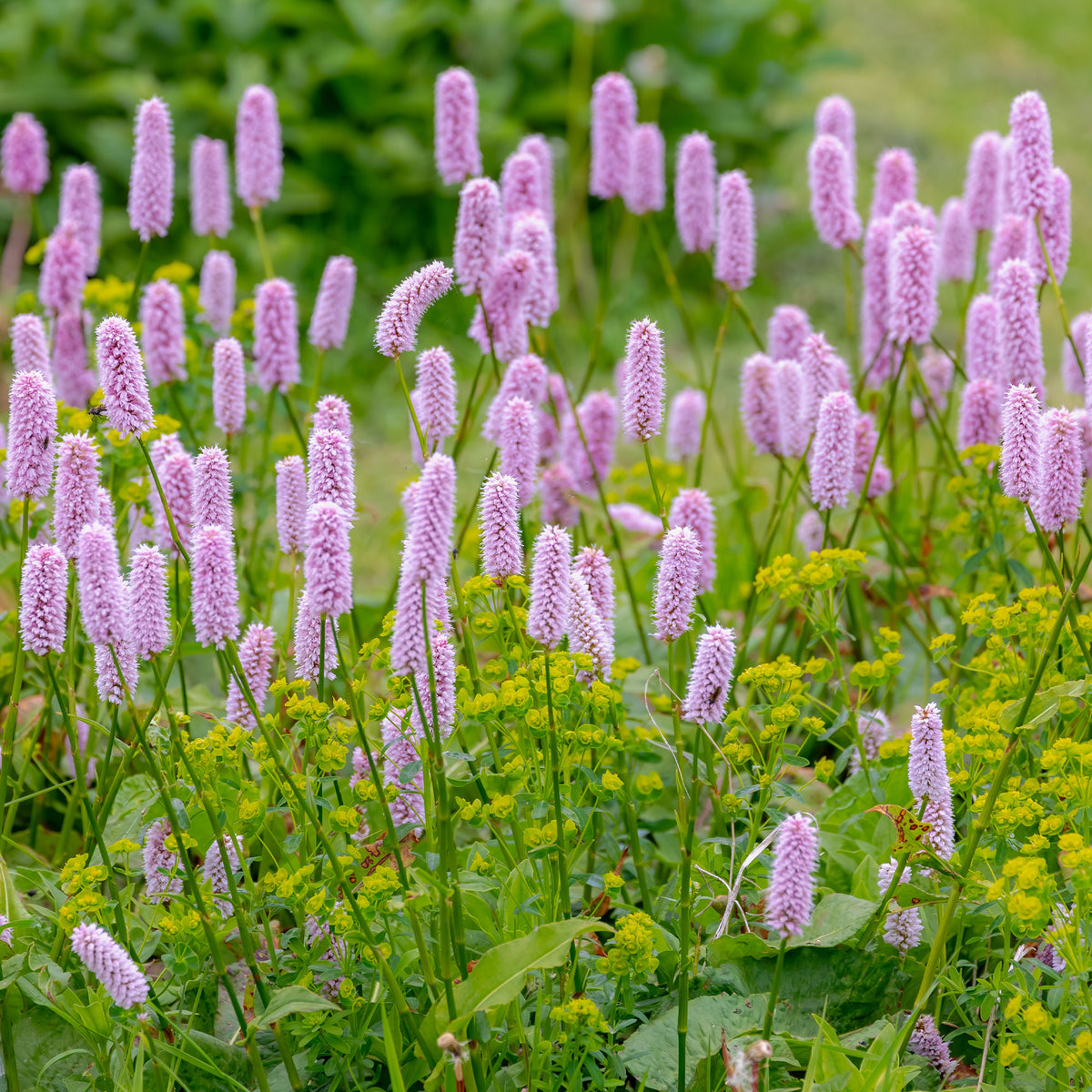Vaste planten - Duizendknoop 'Superba' - Persicaria bistorta Superba