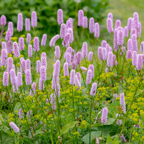 Vaste planten - Duizendknoop 'Superba' - Persicaria bistorta Superba