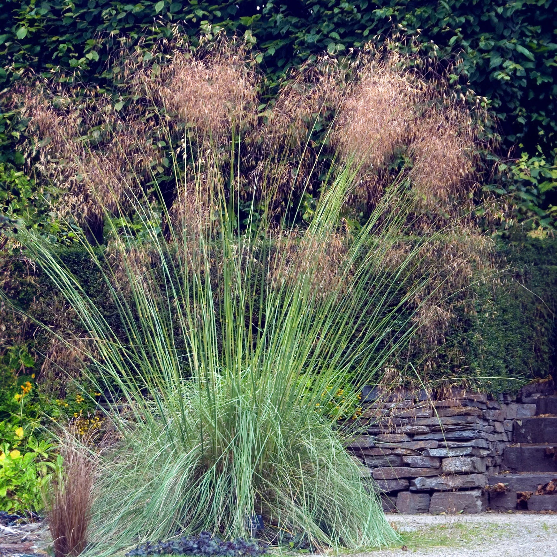 5 vaste planten voor landelijke border - Stipa gigantea, Pennisetum alopecuroides,Rudbeckia fulgida,Achillea millefolium,Persicaria amplexicaulis  - Willemse