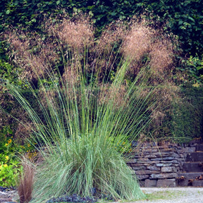 5 vaste planten voor landelijke border - Stipa gigantea, Pennisetum alopecuroides,Rudbeckia fulgida,Achillea millefolium,Persicaria amplexicaulis  - Willemse