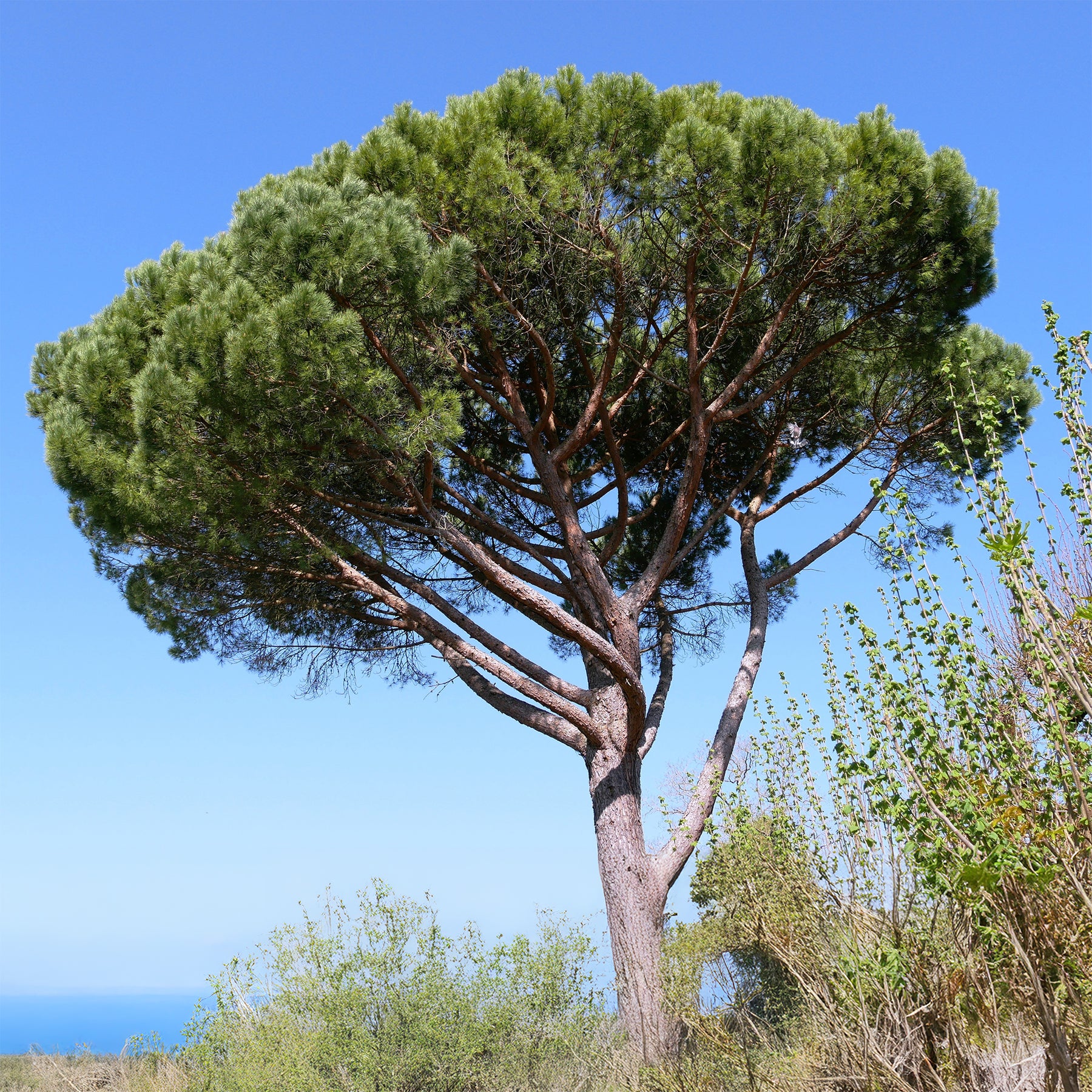 Pinus pinea - Parasolden - Den