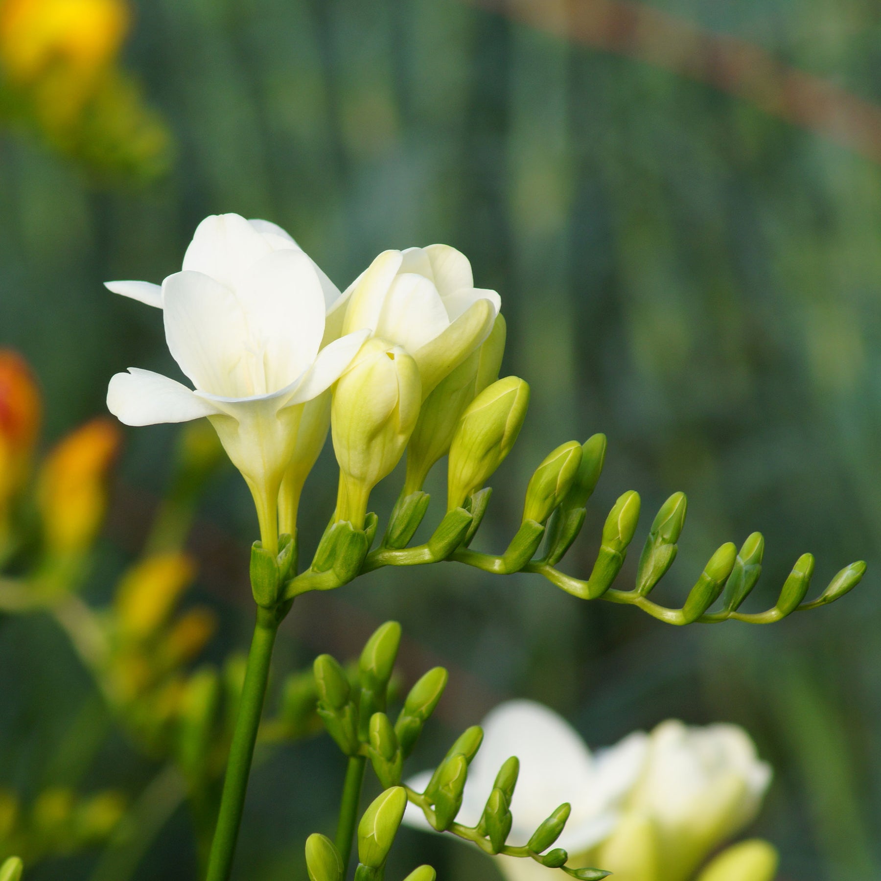 Enkele Witte Freesia - Freesia 'white' - Willemse
