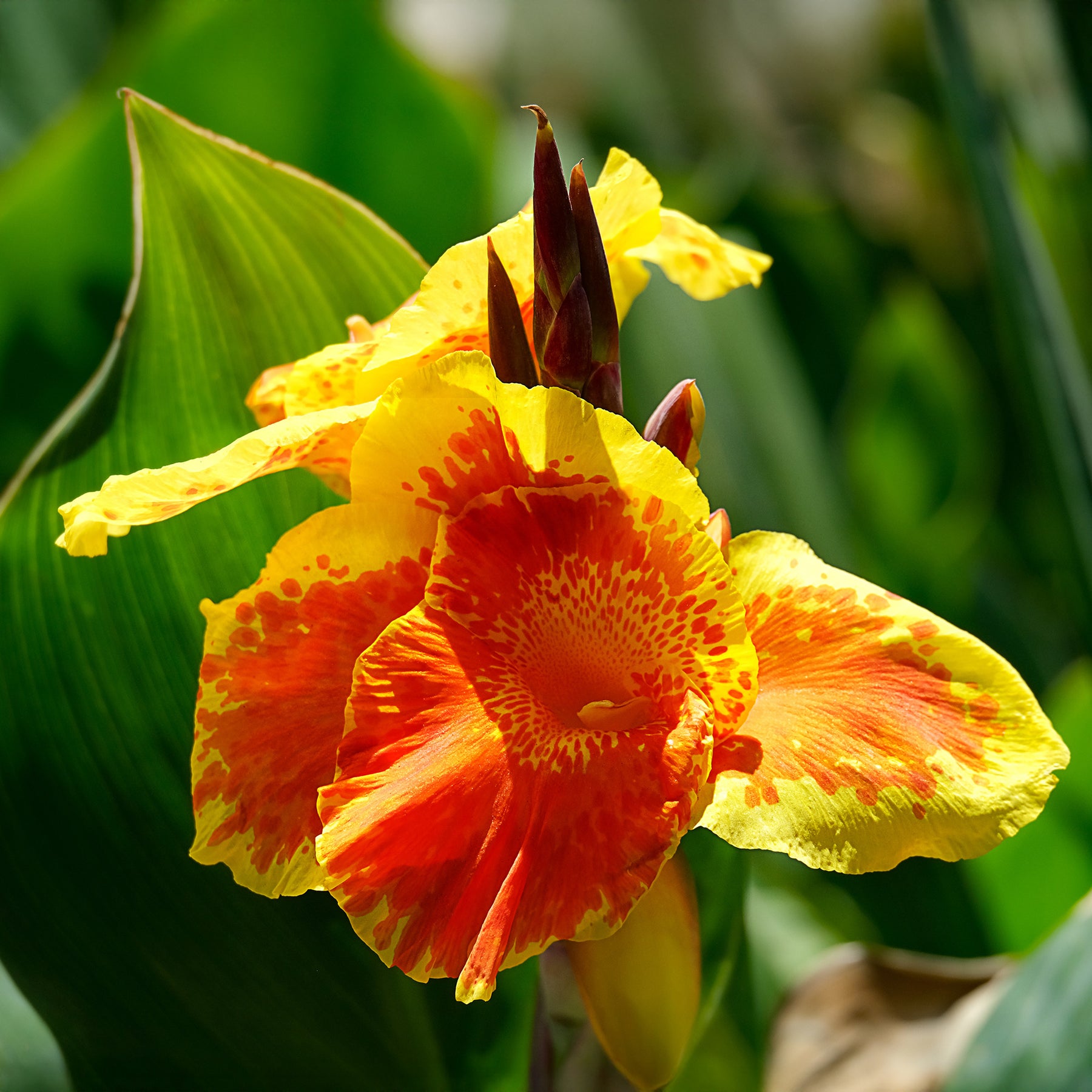 Indisch bloemriet 'Gold'® - Willemse