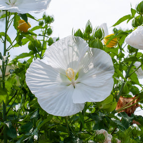 Altheastruik 'Extreme Pure White' - Hibiscus moscheutos extreme pure white ® (improved) - Willemse