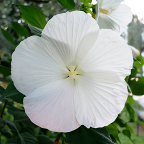 Altheastruik 'Extreme Pure White' - Willemse