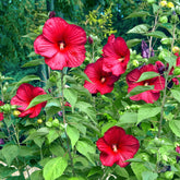 Altheastruik 'Luna Red' - Willemse