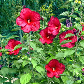 Altheastruik 'Luna Red' - Willemse