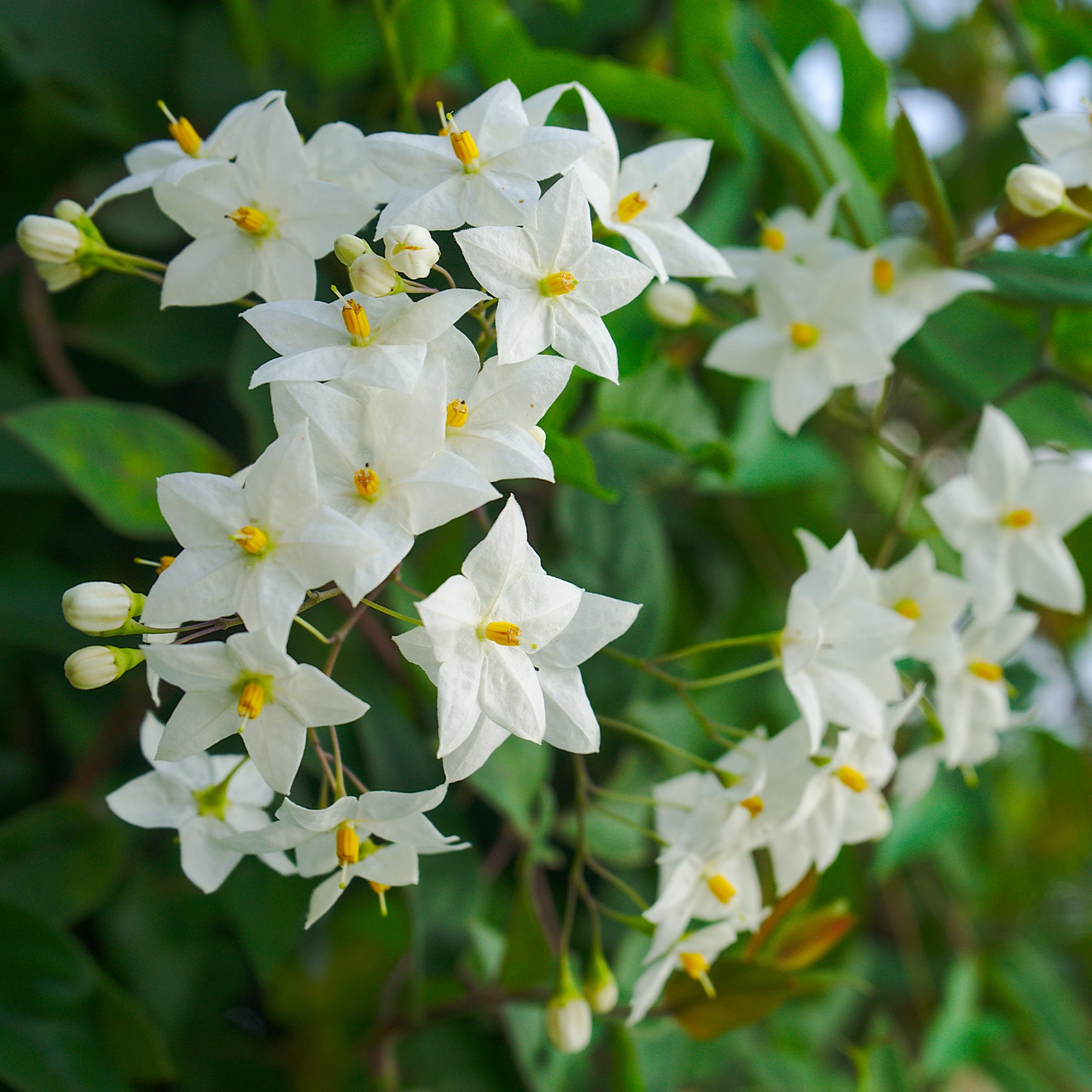 Klimplanten - Klimmende nachtschade - Solanum jasminoides