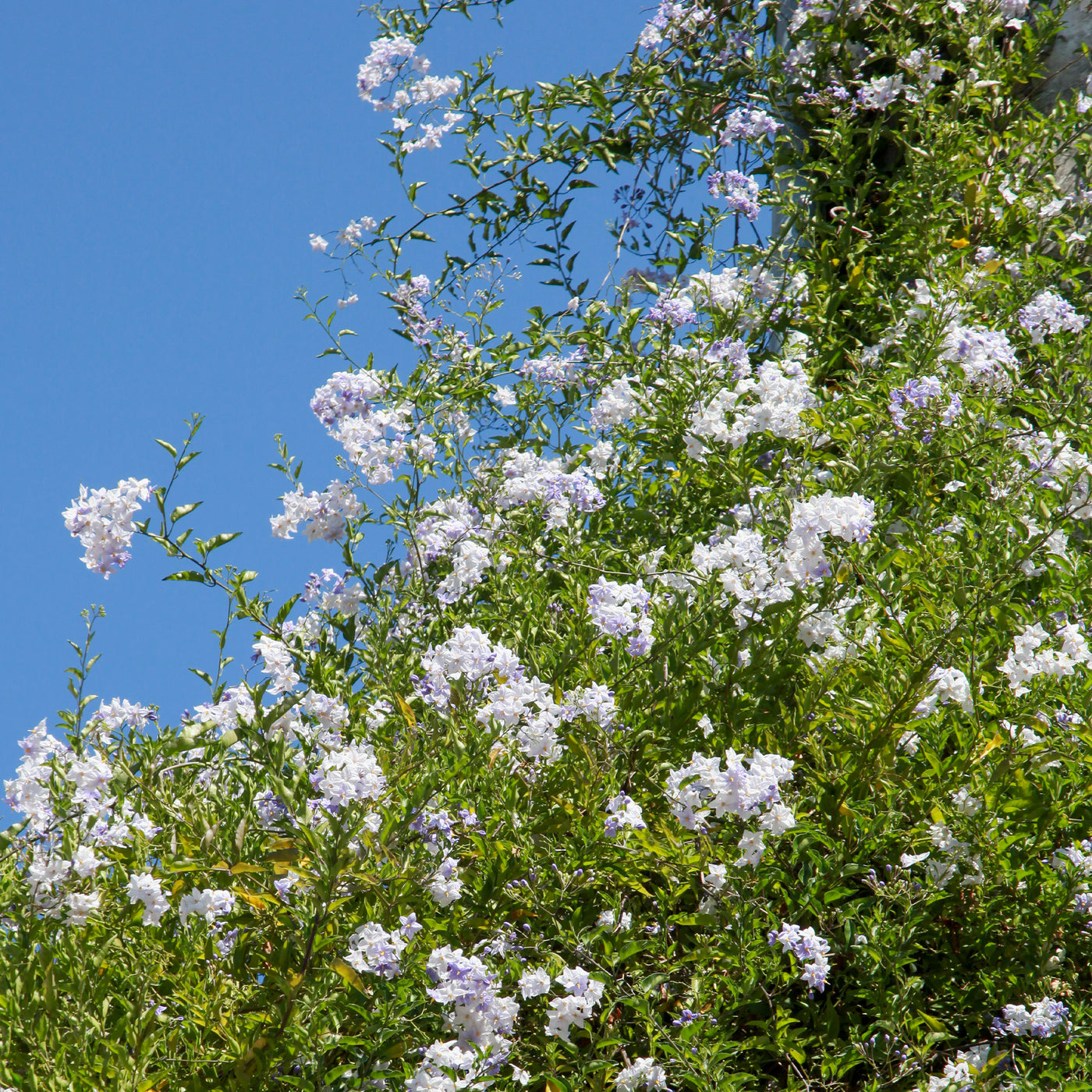 Solanum jasminoides - Klimmende nachtschade - Klimplanten