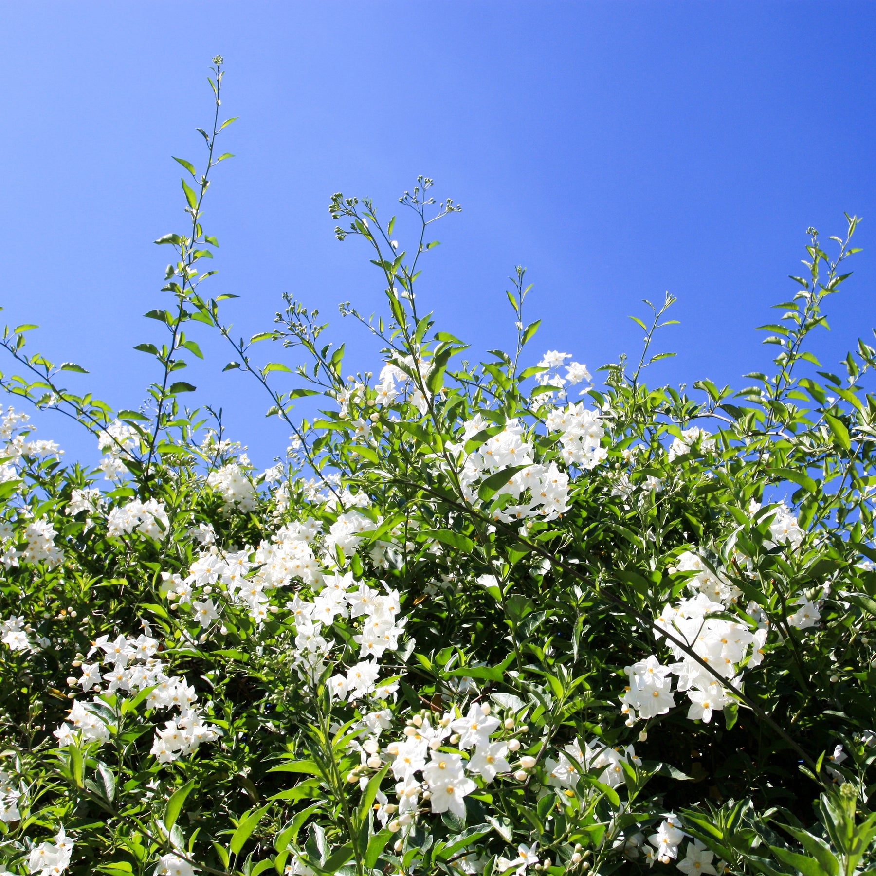 Klimmende nachtschade - Solanum jasminoides - Willemse