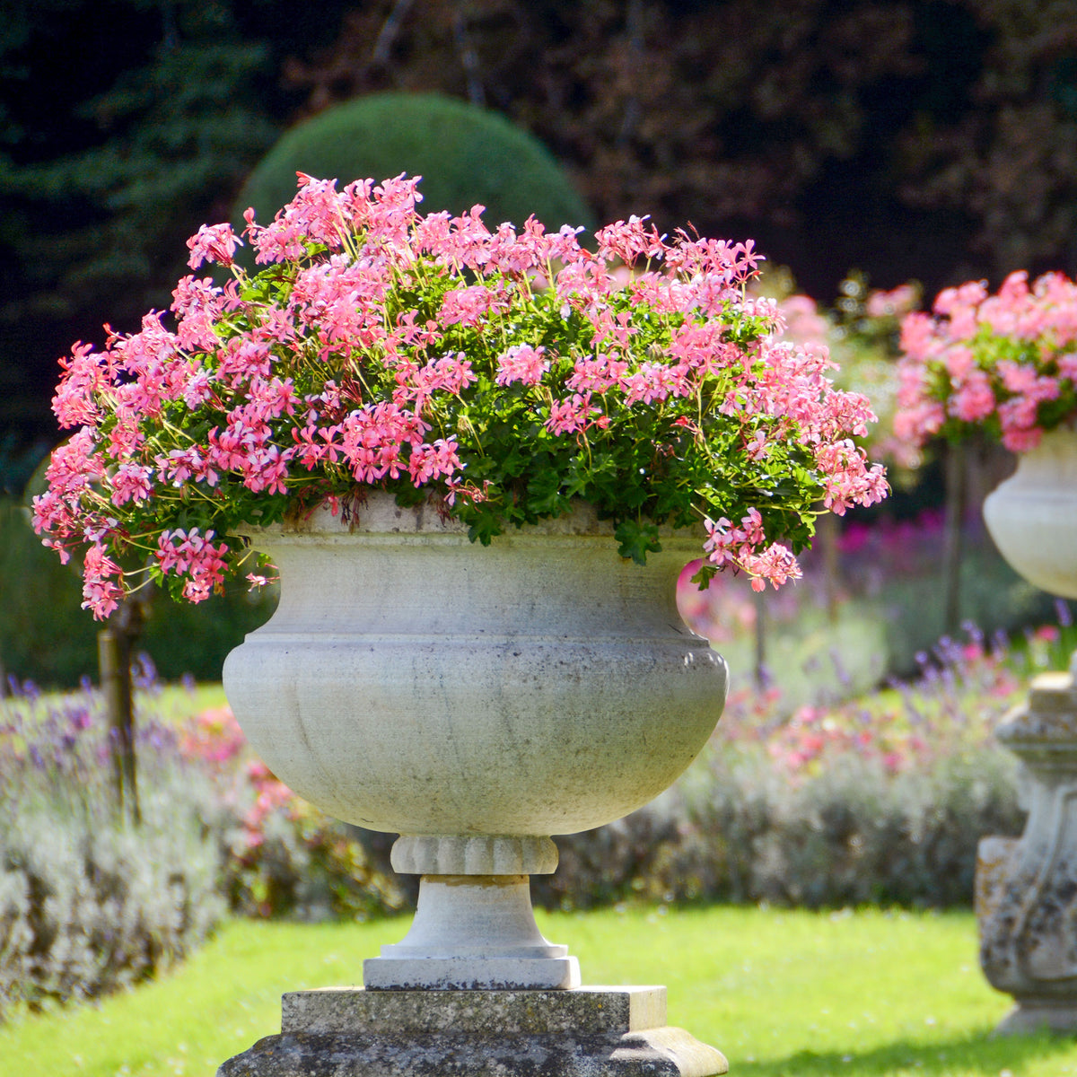 Hangende geranium - roze - Pelargonium peltatum - Willemse