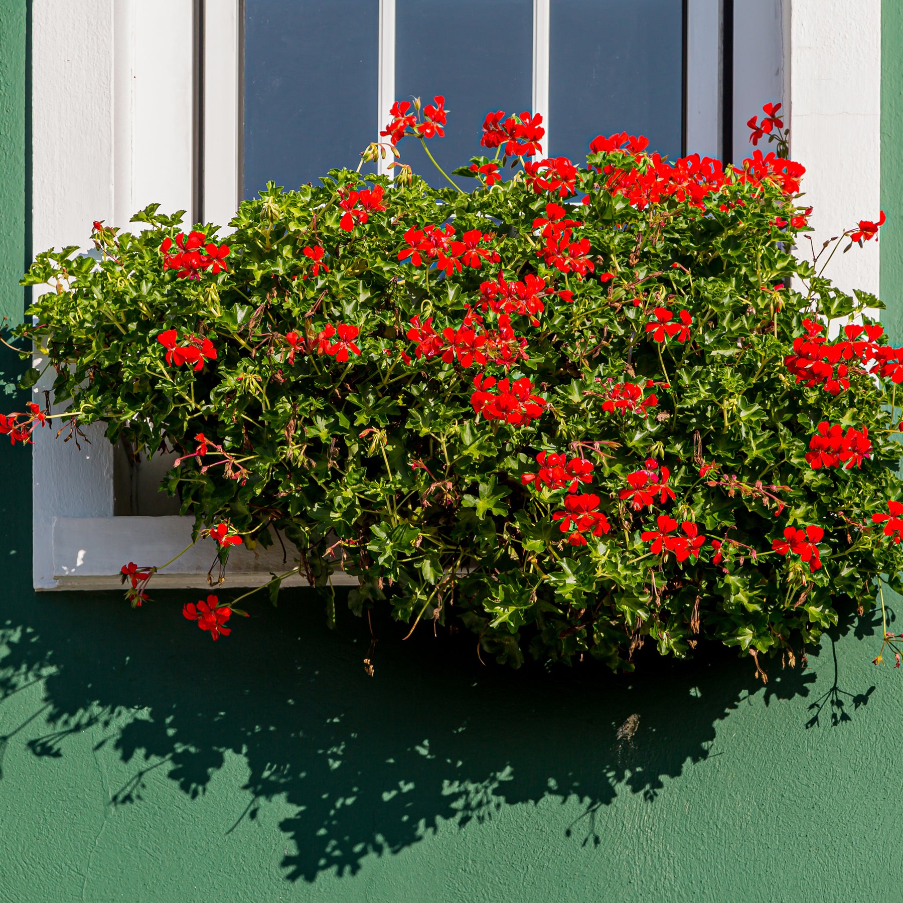 Geranium - Pelargonium - Hanggeranium - Pelargonium peltatum