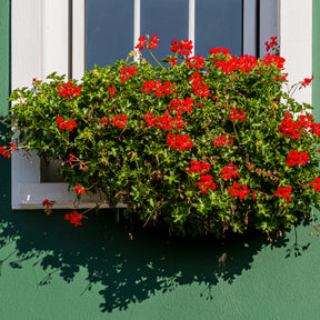 Geranium - Pelargonium - Hanggeranium - Pelargonium peltatum
