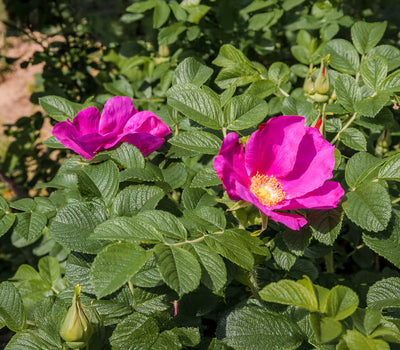 Vorstbestendige Planten