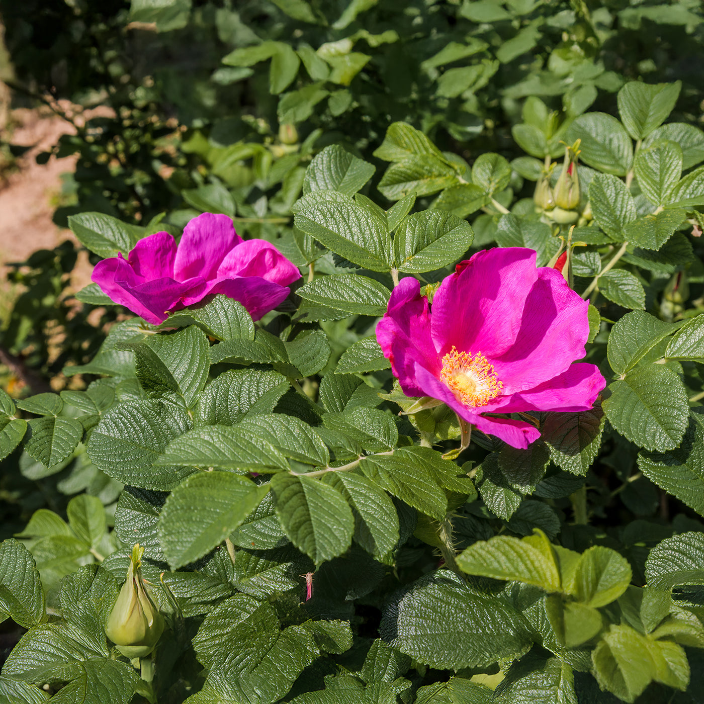 Rozen - Wilde roos 'Rubra' - Rosa rugosa rubra