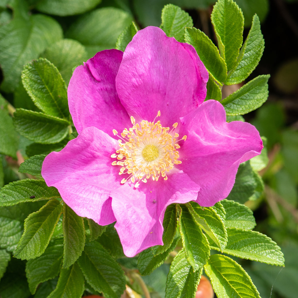 Wilde roos 'Rubra' - Rozen - Willemse
