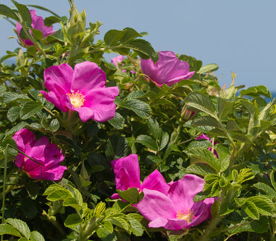 Vorstbestendige Planten