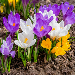 100 Krokus Grootbloemig gemengd - Willemse