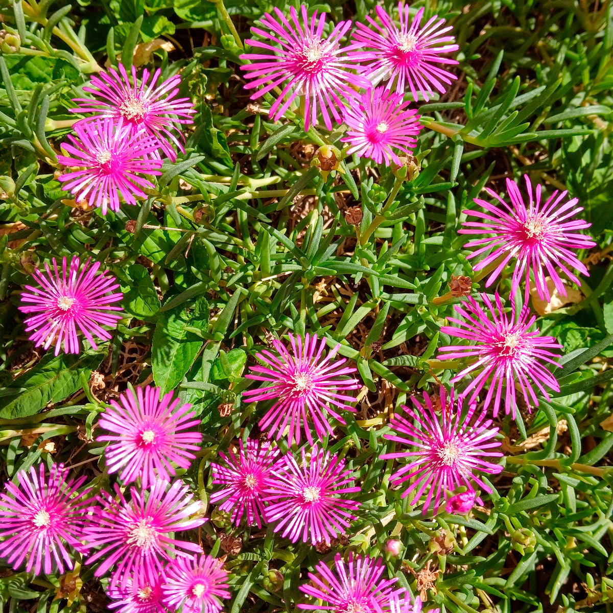 Ijsbloem - Delosperma cooperi - Willemse