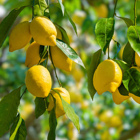 Citroenboom - Willemse