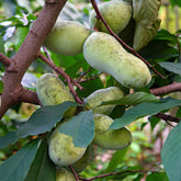  - Asimina Triloba Prima - Willemse