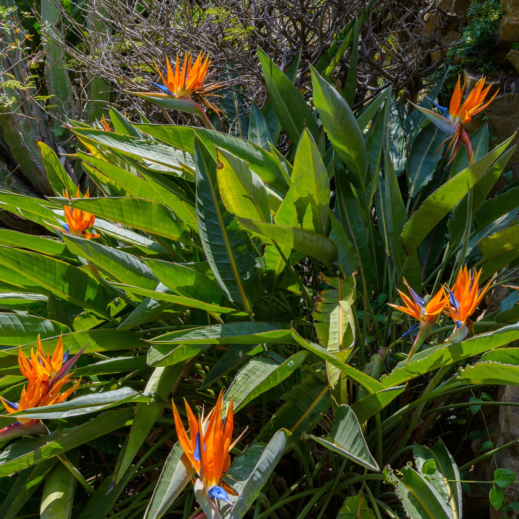 Strelitzia reginae - Paradijsvogelbloem Strelitzia - Strelitzia reginae - Paradijsvogelbloem