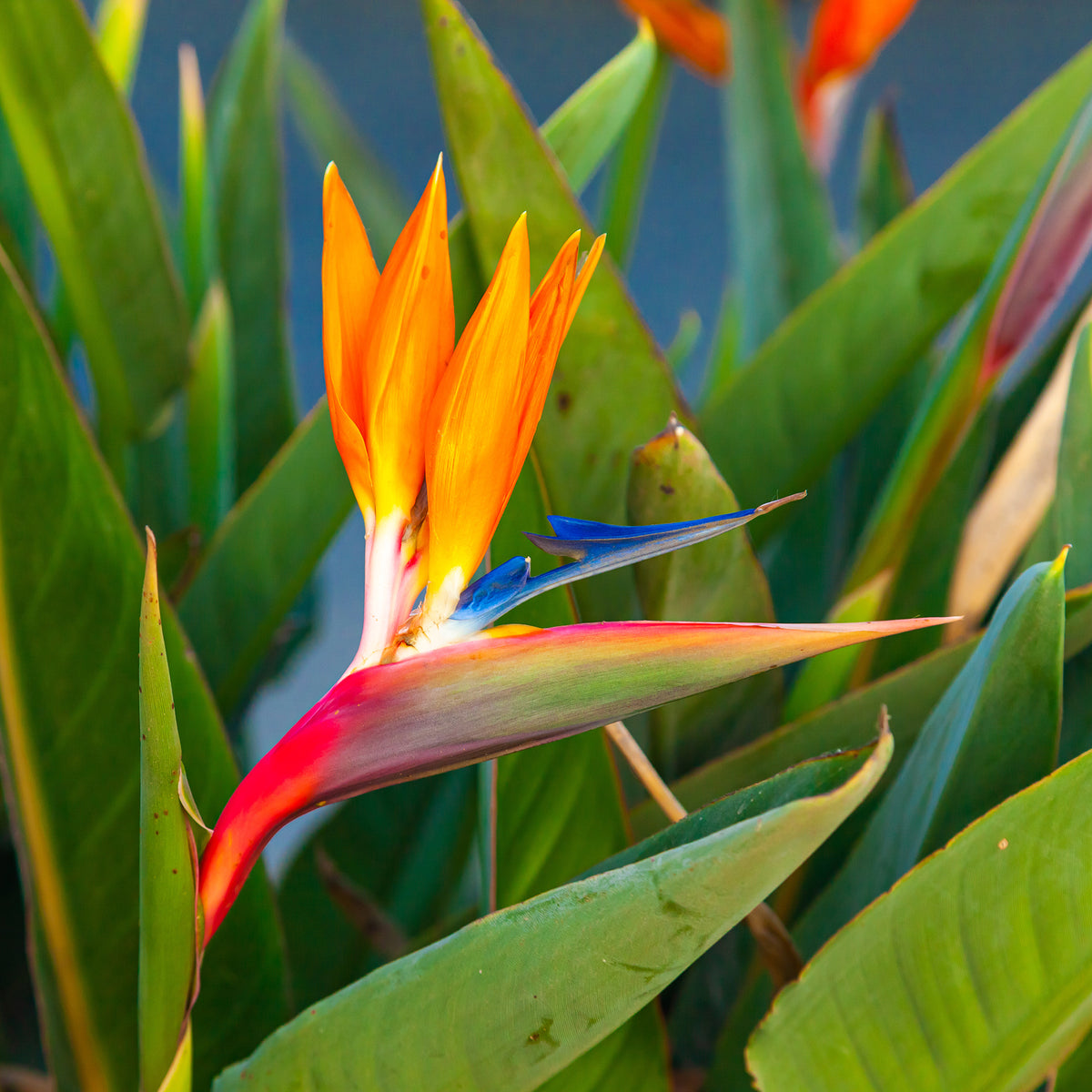 Verkoop Paradijsvogelbloem Strelitzia - Strelitzia reginae