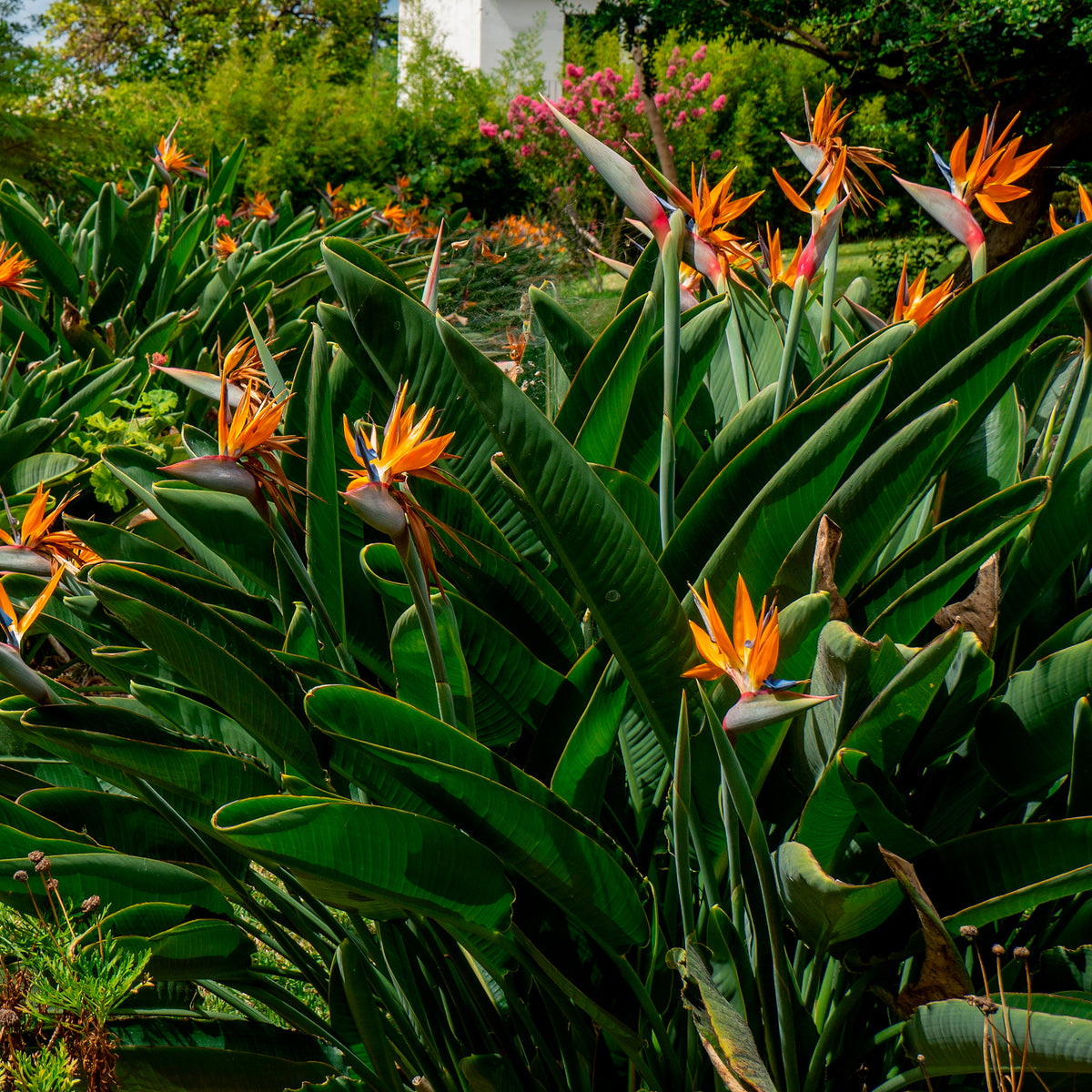 Strelitzia reginae - Paradijsvogelbloem - Paradijsvogelbloem Strelitzia - Strelitzia reginae