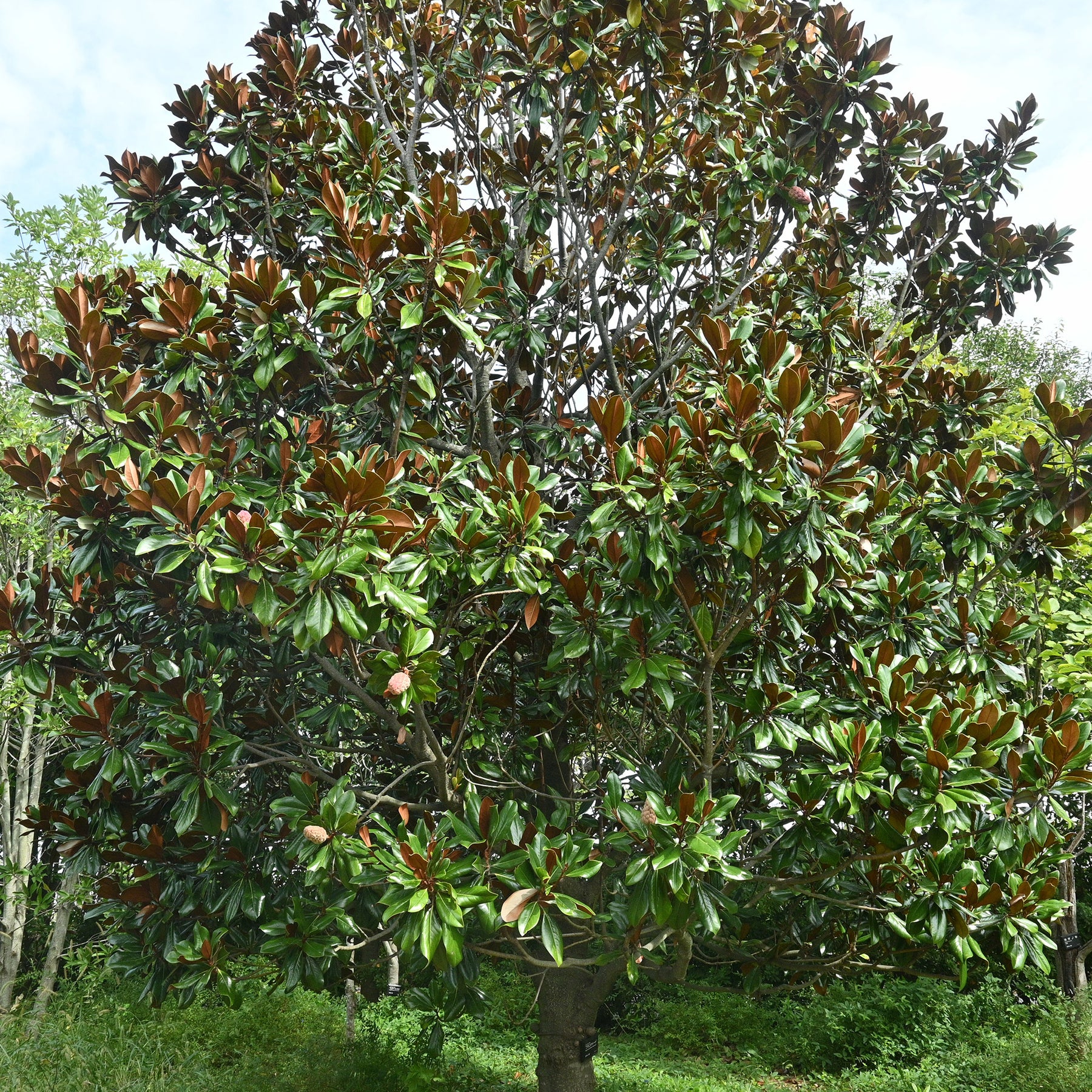 Grootbloemige Magnolia