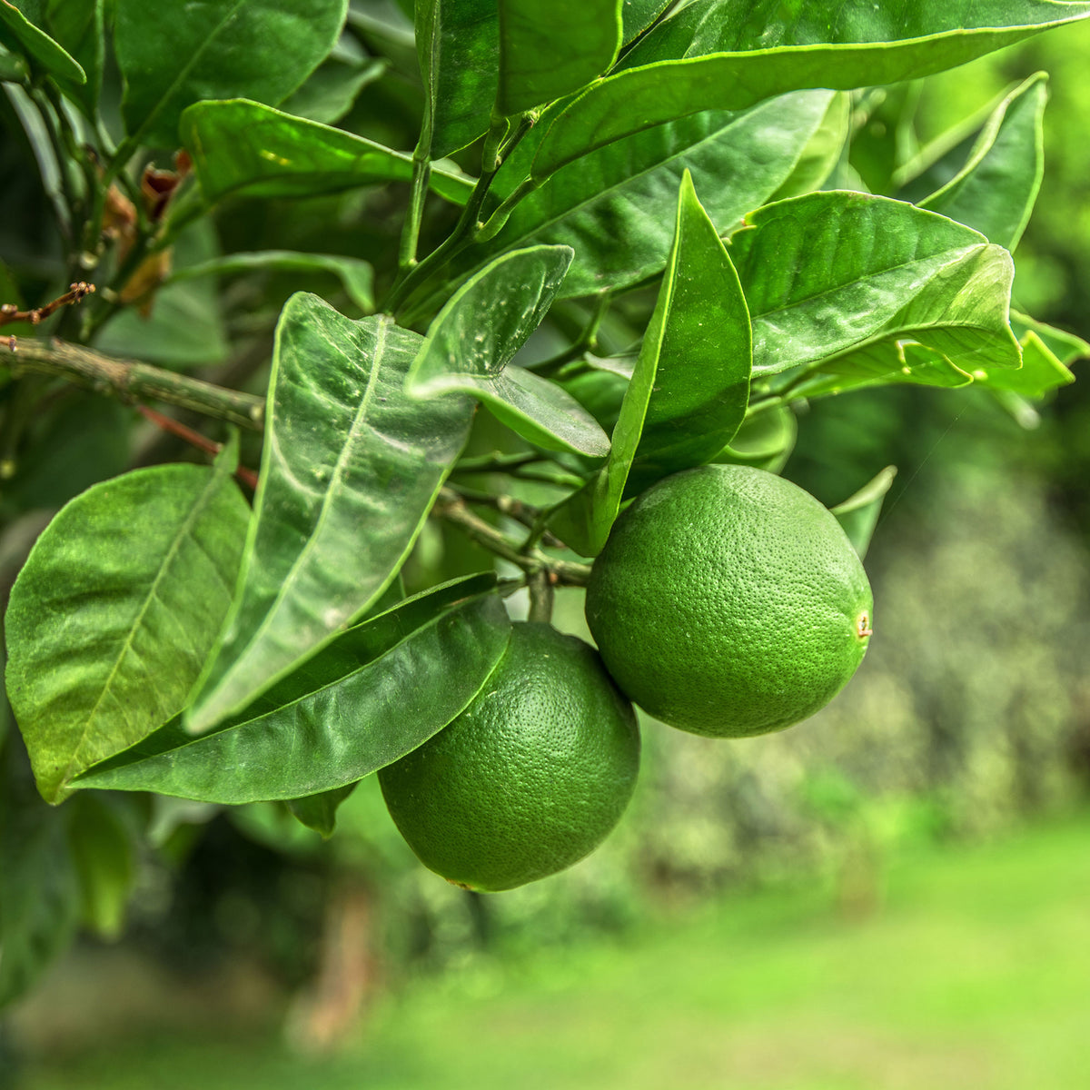 Limoenboom - Citrus aurantifolia - Willemse
