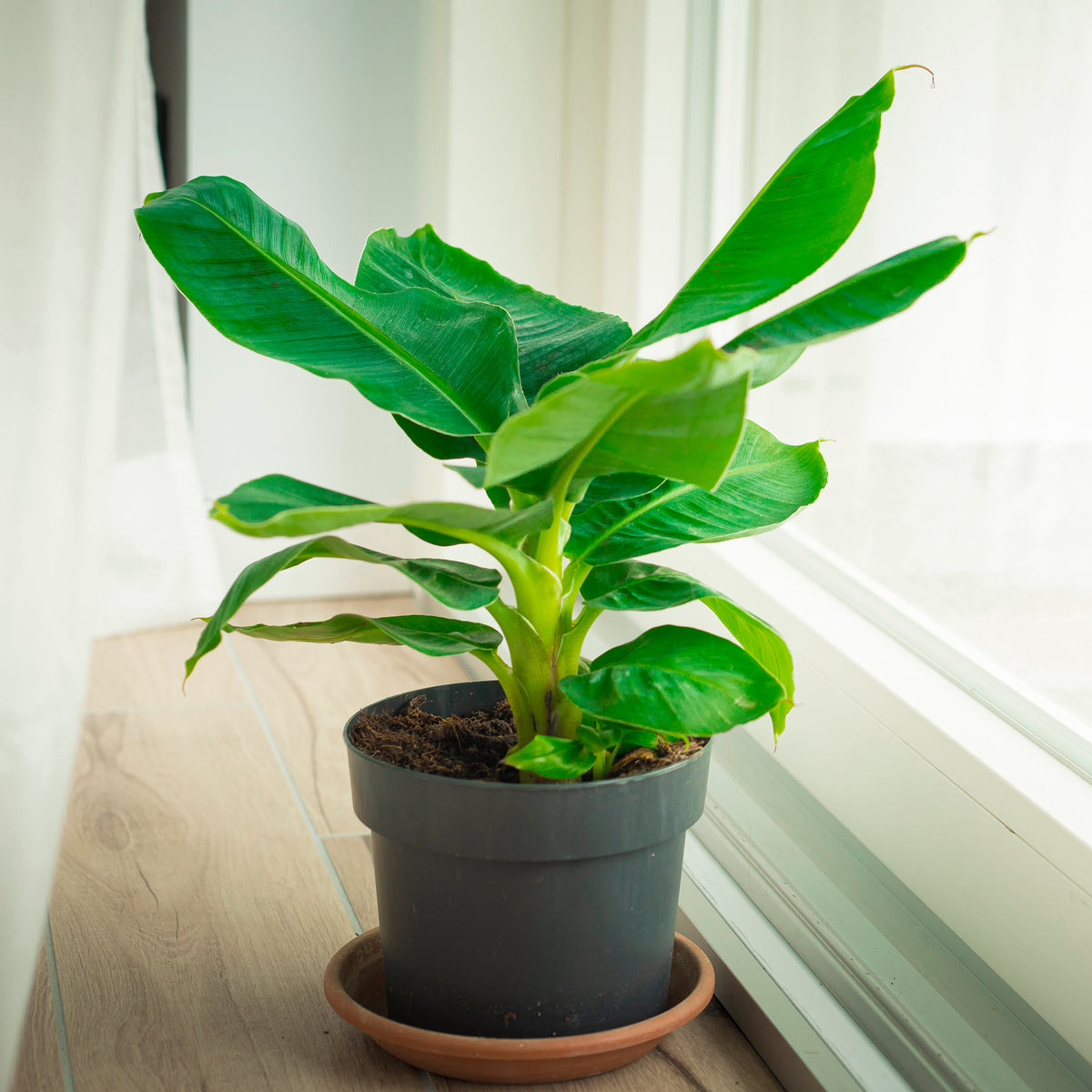 Dwergbanaan Dwarf Cavendish