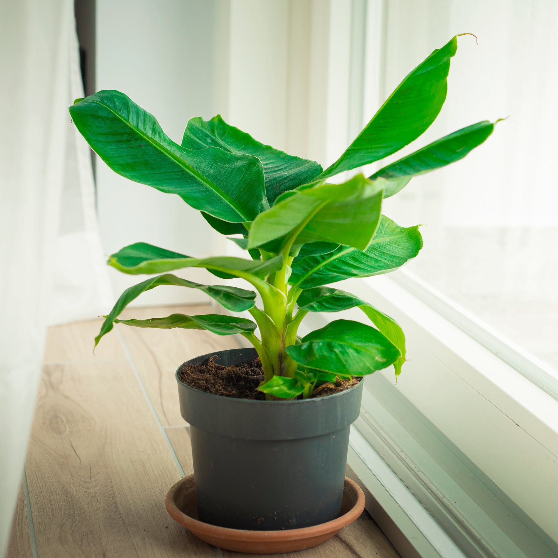 Dwergbanaan Dwarf Cavendish