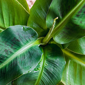 Dwergbanaan Dwarf Cavendish