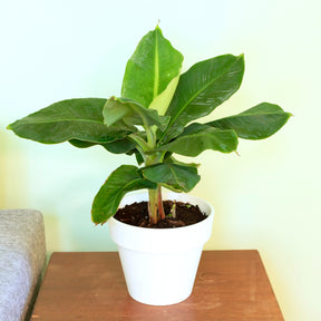 Dwergbanaan Dwarf Cavendish